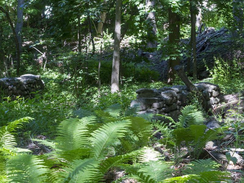 Old stone bridge as seen through the ferns in Crescent woods