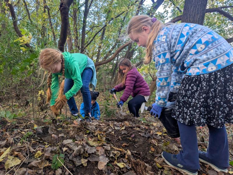 planting trees in forest