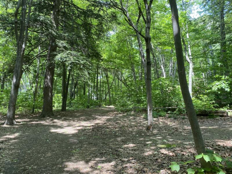path by large hemlock at Starr Farm