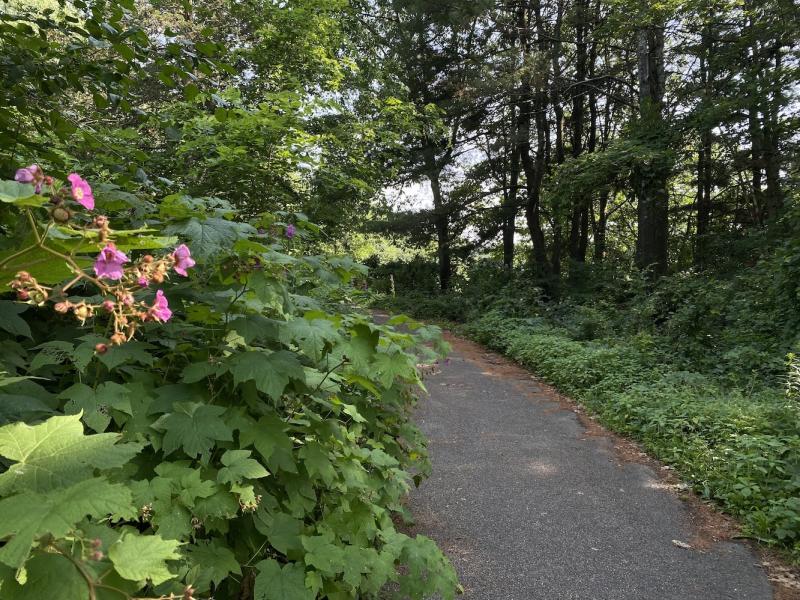 Path to Oakledge Cove