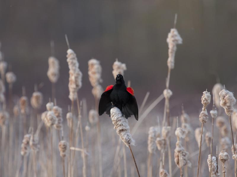 Red winged blackbird