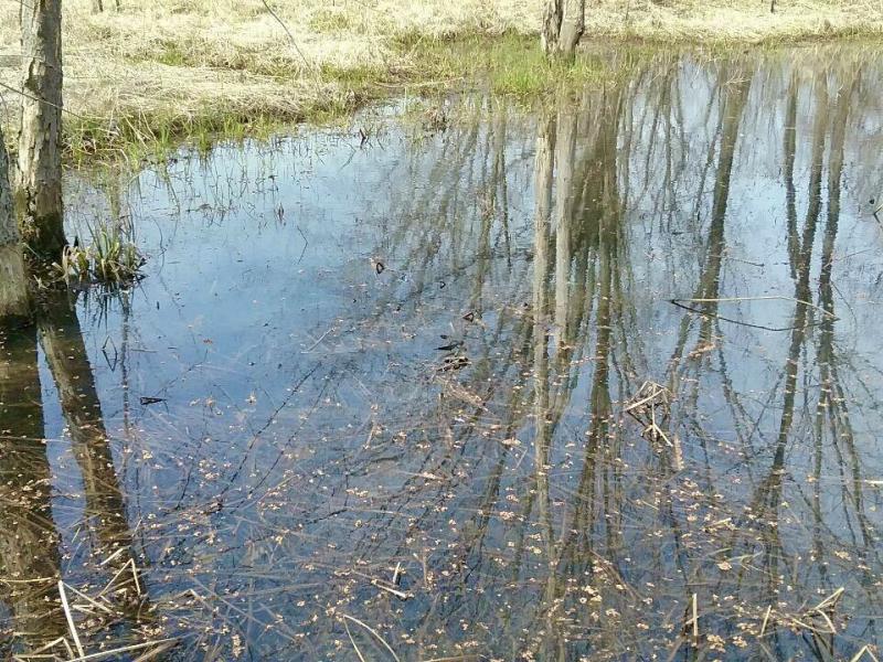 Reflections in the water at Heineburg Wetlands