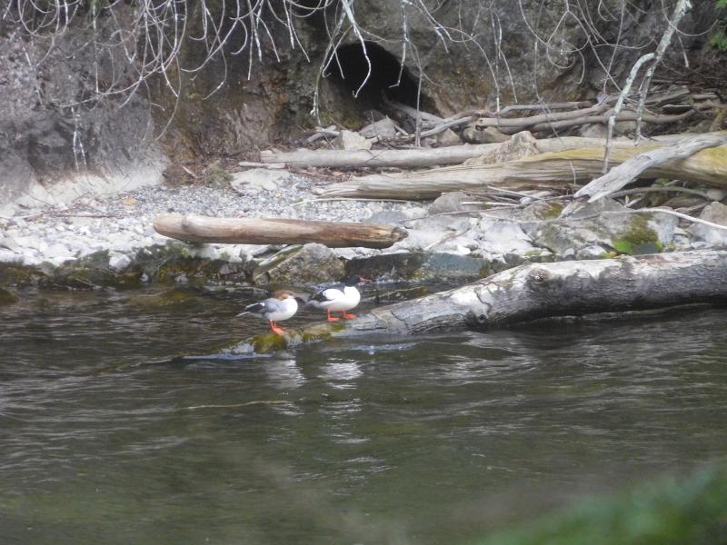 Common mergansers at Rock Point's Eagle Bay