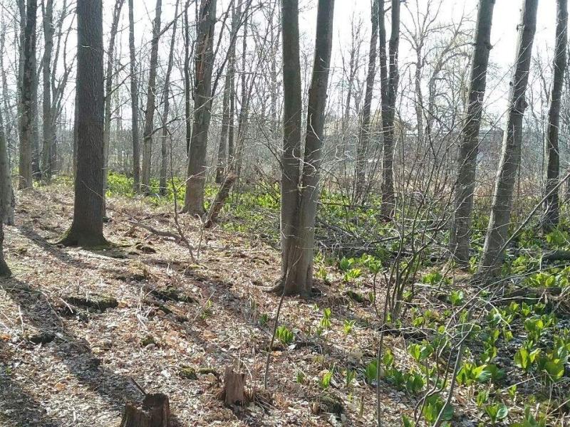 Edge of the wetland where skunk cabbage leafs out
