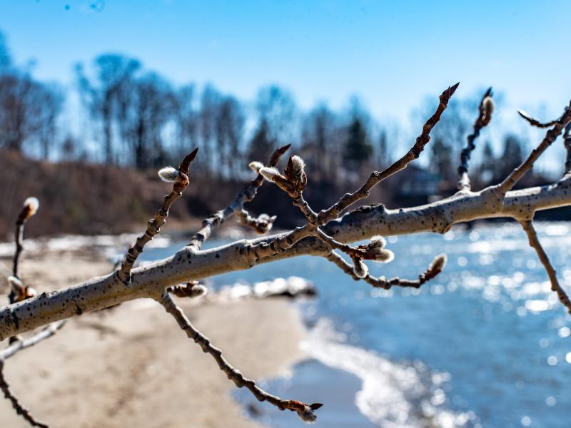 Spring buds emerging at North shore