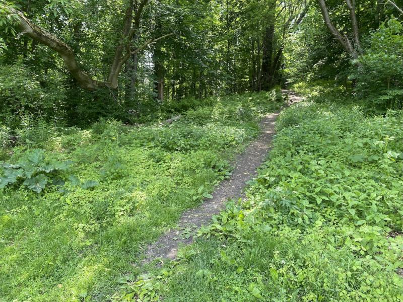 Steep trail through woods at Schmanska Park