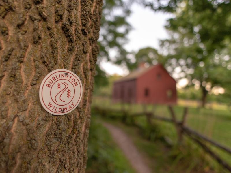 Blaze on tree in front of Allen House at Ethan Allen Homestead