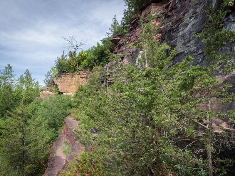 Vegetation growing in quarry wall