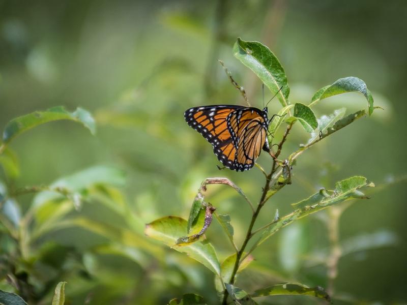 Viceroy butterfly on willow branch at Redstone Quarry