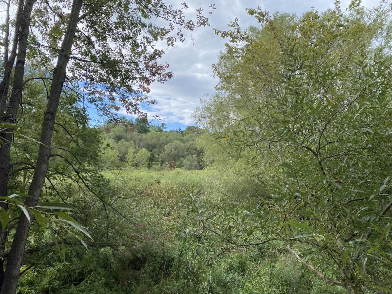 Wetland through the willows