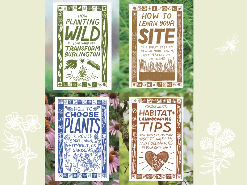 Zone cover photos with flower and insect illustrations