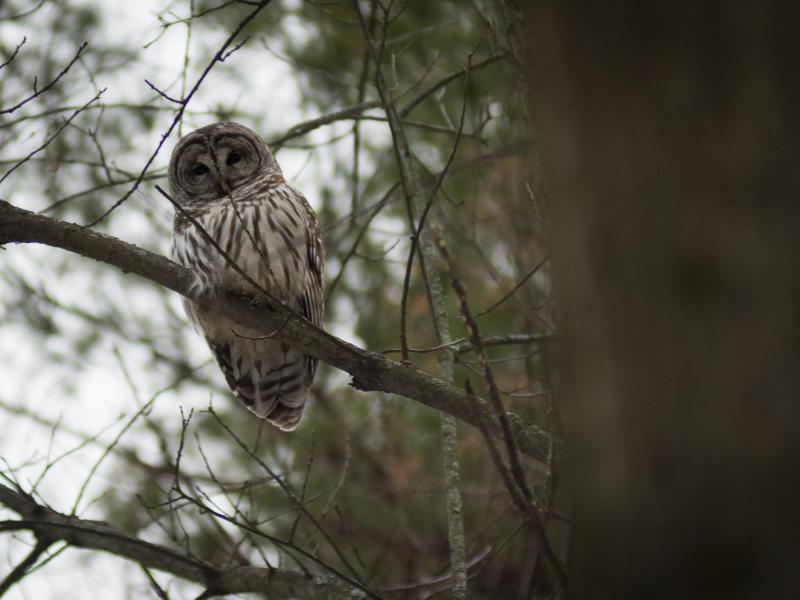 A barred owl perched on a eastern white pine branch looking down at the camera