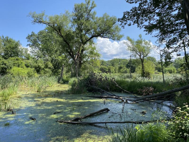 beaver pond along access road