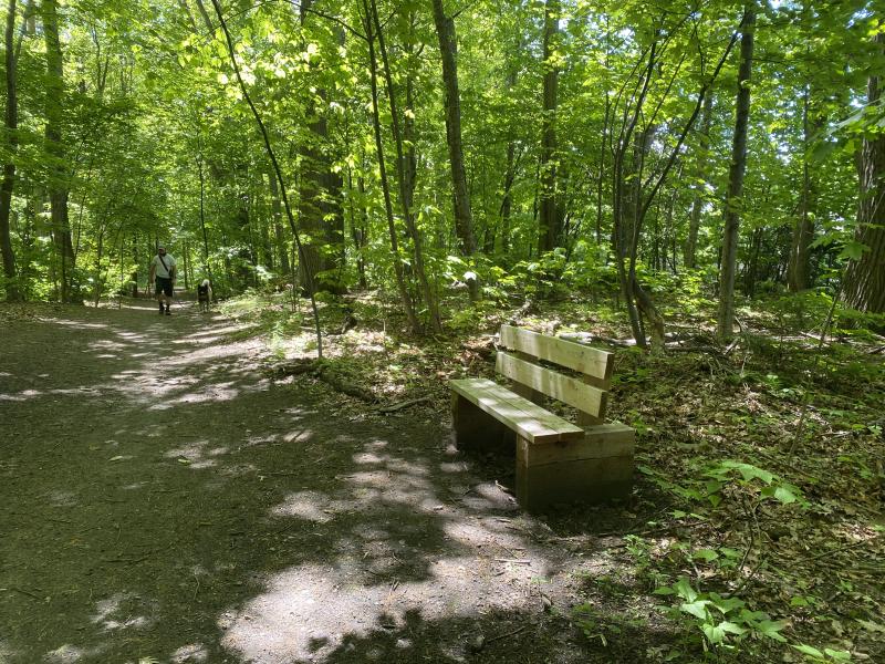 Benching the dappled sunlight and dog walker on trail at Leddy Park