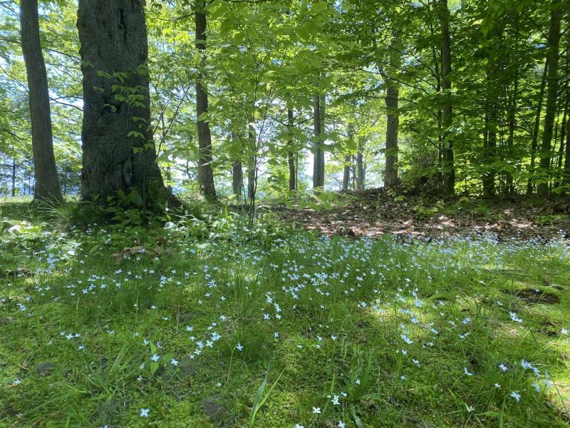 bluets at Leddy Park in the understory