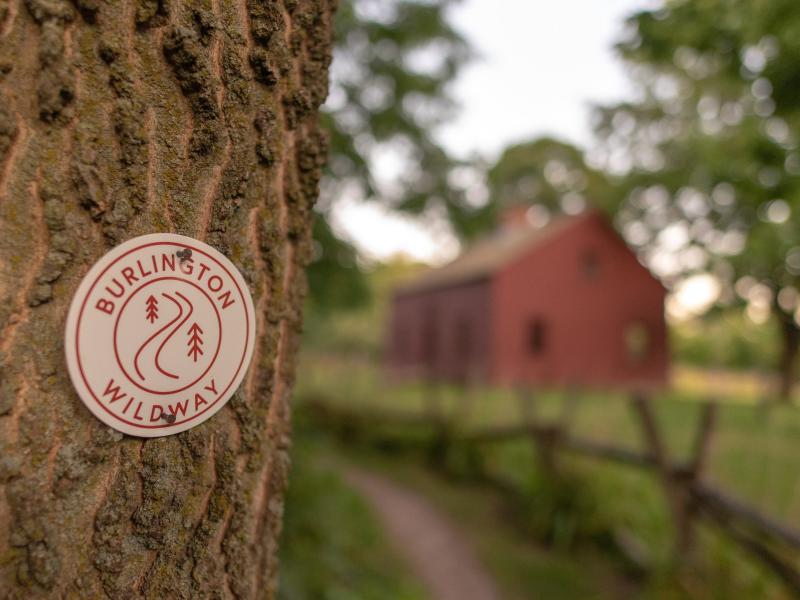 Tree in foreground with Burlington Wildways trail blaze and barn in background.