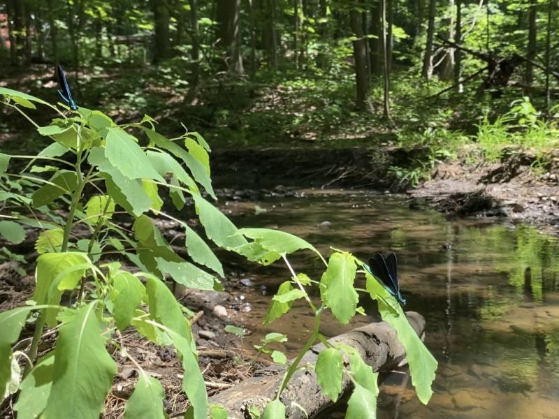 damselflies at crescent woods