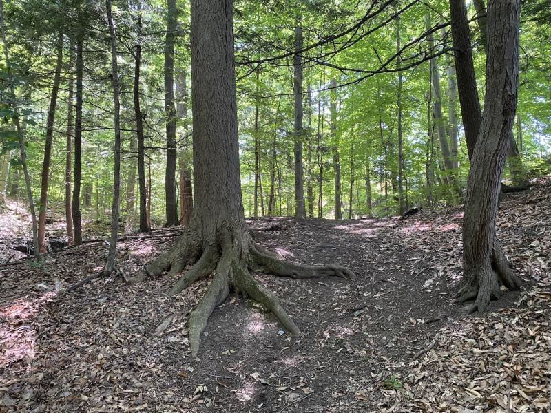 flared tree bases crescent woods