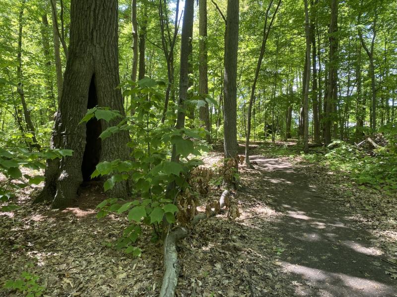 hollow tree along trail
