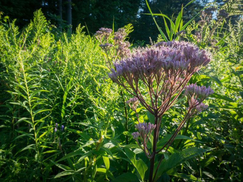A mixture of Joe pye weed, goldenrods, and asters growing in a wetland in Centennial