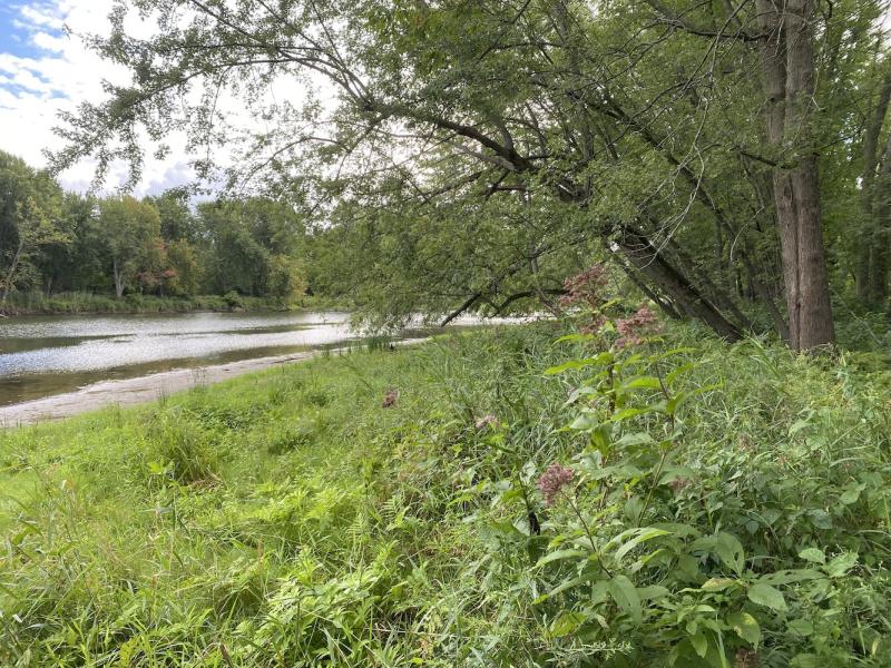 Joe pye weed along winooski