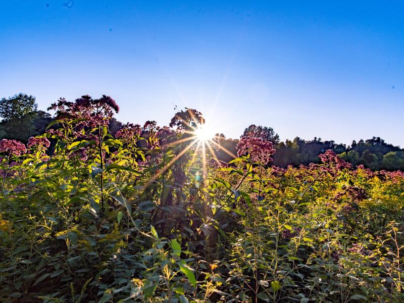 Joe pye weed in bloom in the wetlands of the Ethan Allen Homestead