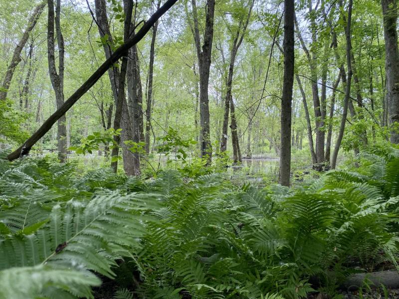 Ostrich ferns and silver maples