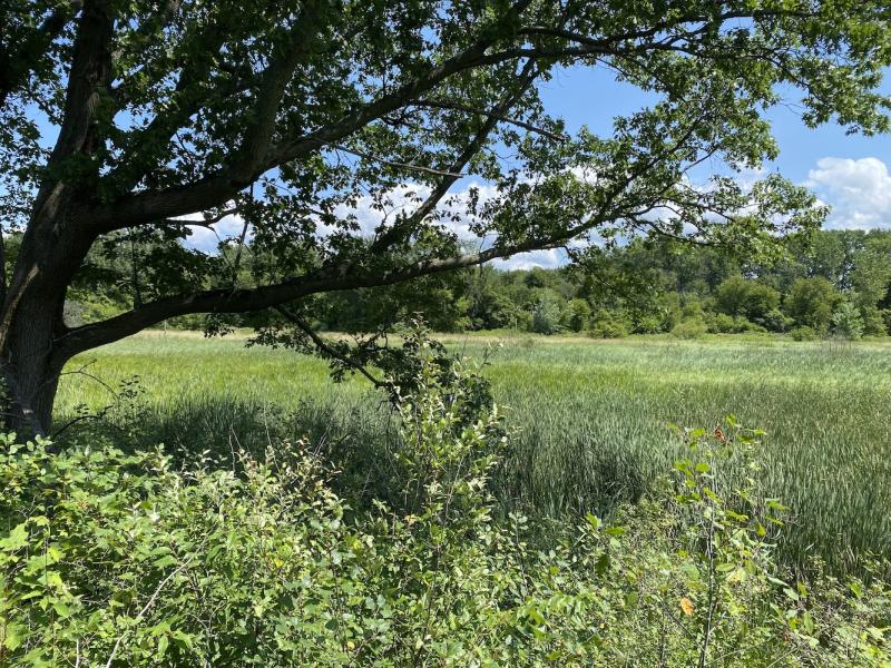 overlooking wetlands with oak tree
