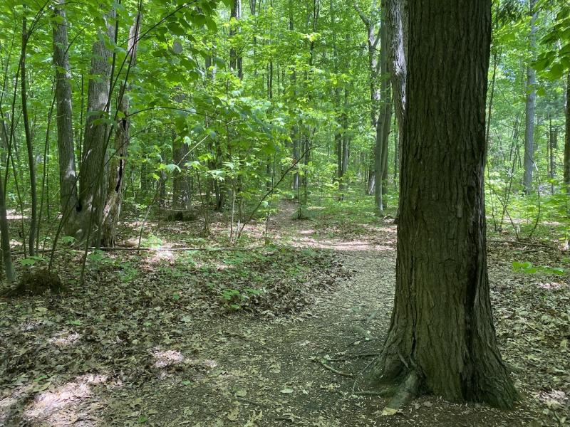 path with striped maples at Starr Farm