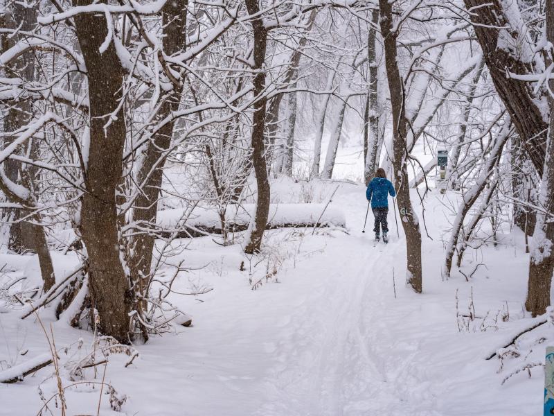 Person nordic skiing in snowy woods.