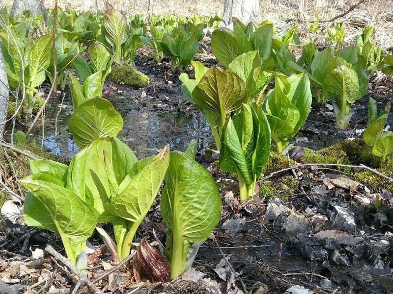 Skunk cabbage emerging in the Forest at Appletree Point Wetland