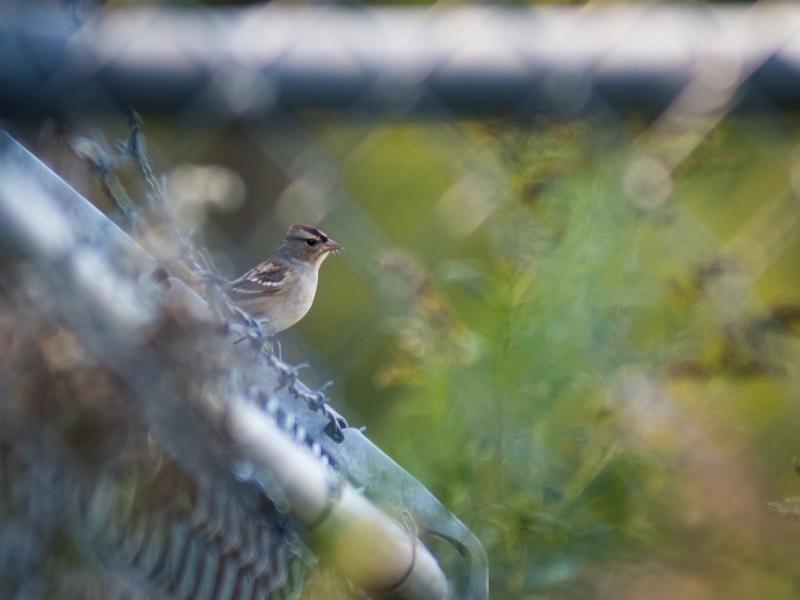 A sparrow perched on the top of a fence