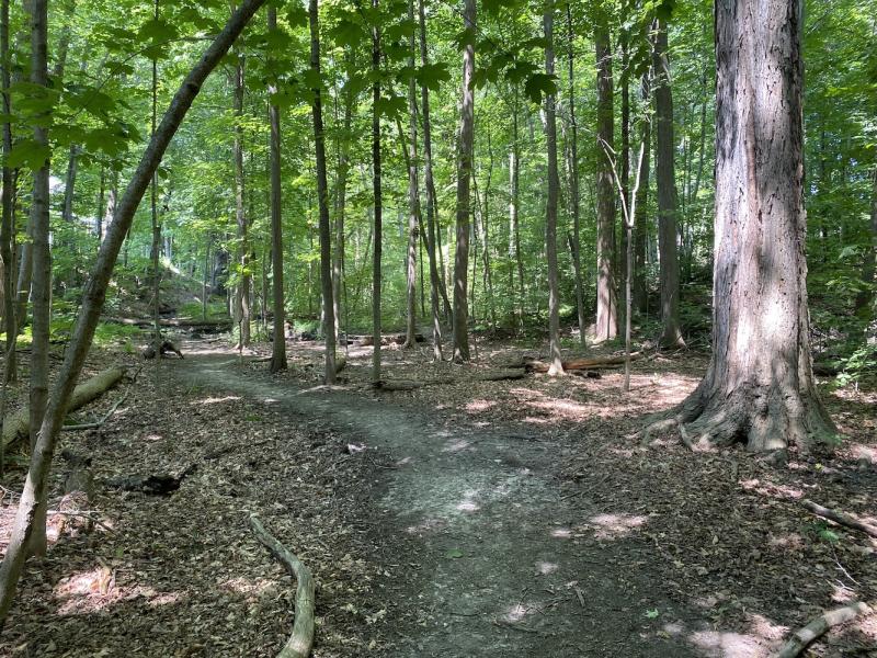 sugar maple stand crescent woods