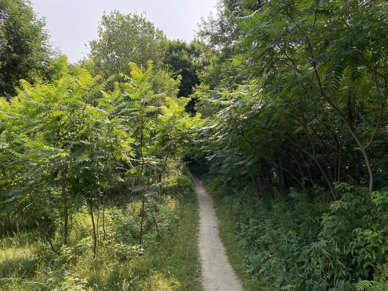 trail along kieslich meadow