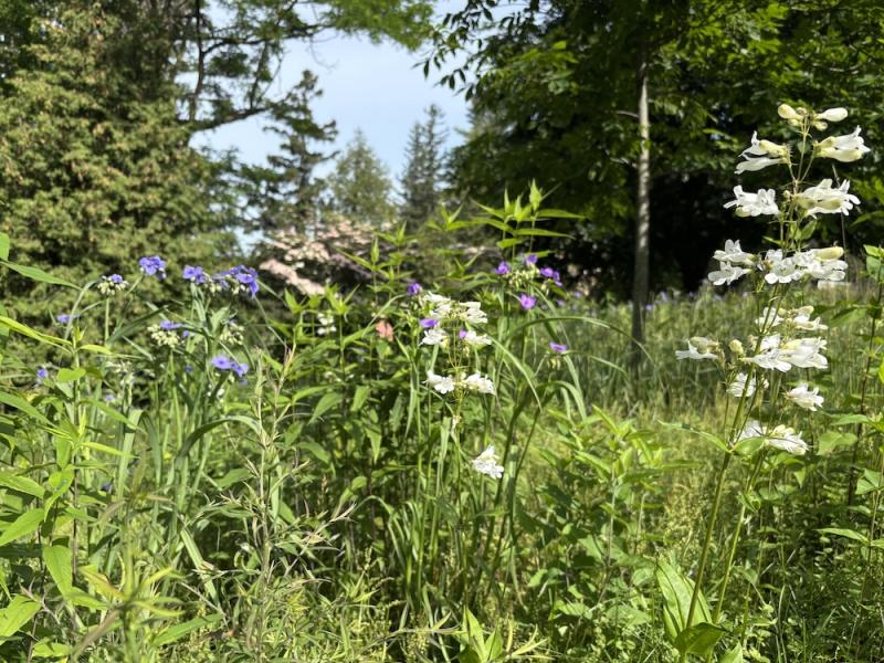 medium height meadow in early summer