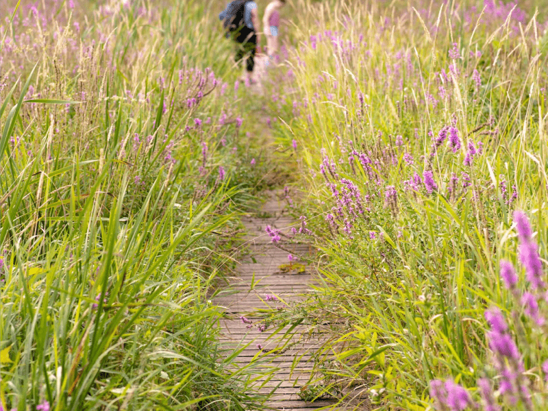 Visitors exploring the boardwalk at the Ethan Allen Homestead