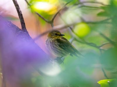 bird in the branches