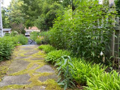 plants alongside pathway to Chelsea chop