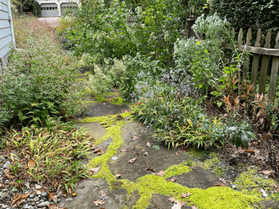 overgrown path