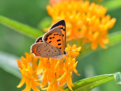 Butterfly on butterfly milkweed