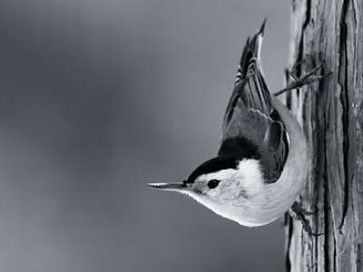 Nuthatch perched on a tree trunk