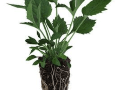 Plug of native plant