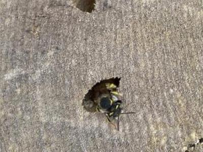 bee emerging from dead wood