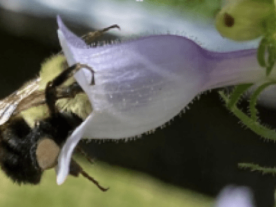 Bumblebee visiting flower