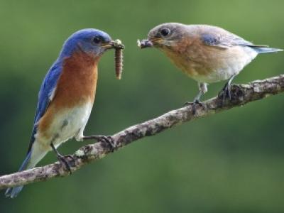Pair of blue birds on a branch