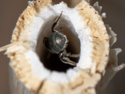 small carpenter bee in stem