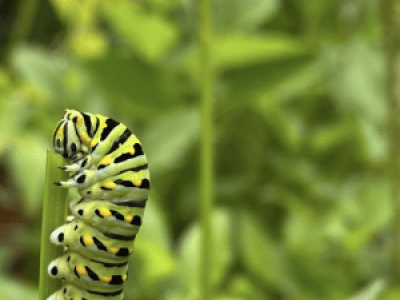 Caterpillar feeding on Zizia plant
