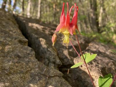 Eastern red Columbine growing out of exposed bedrock