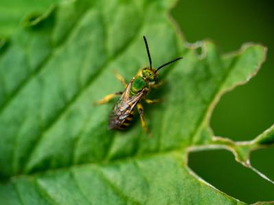 green sweat bee resting on leaf