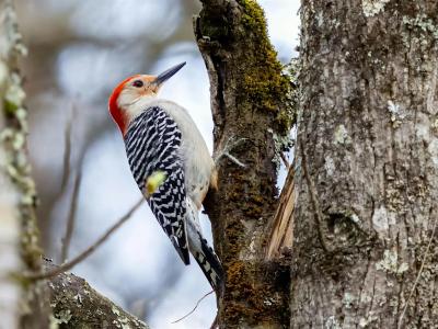 woodpecker rock point bird walk